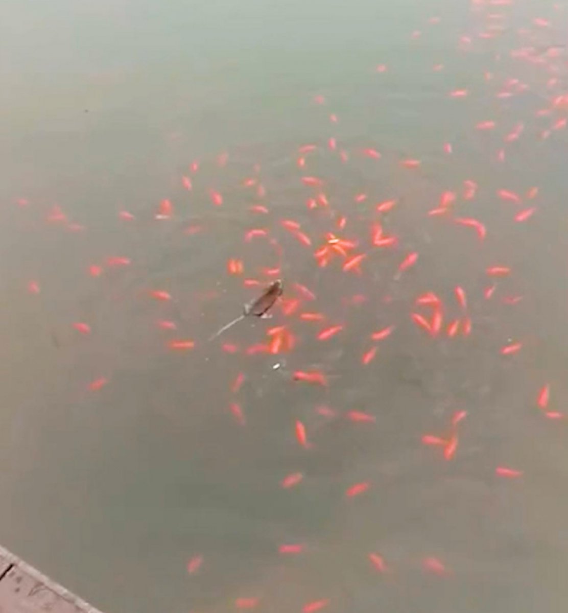 Mice hunting fish in the lake in China #1