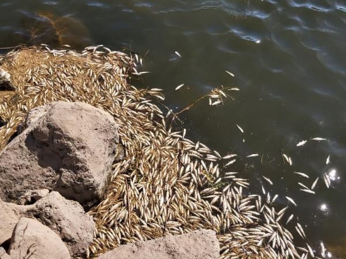 Diyarbakır Dicle Nehri'nde binlerce balık telef oldu