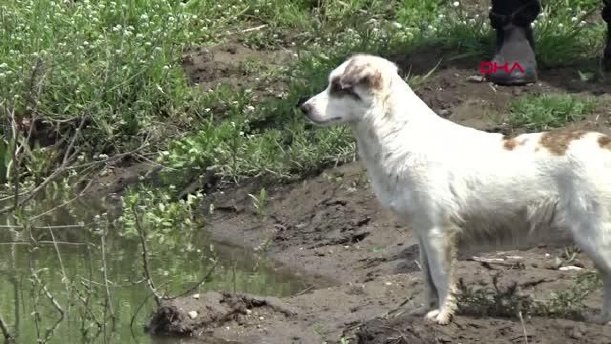 Edirne'de kaybolan adamın beslediği köpek, ekiplerin yanından ayrılmıyor