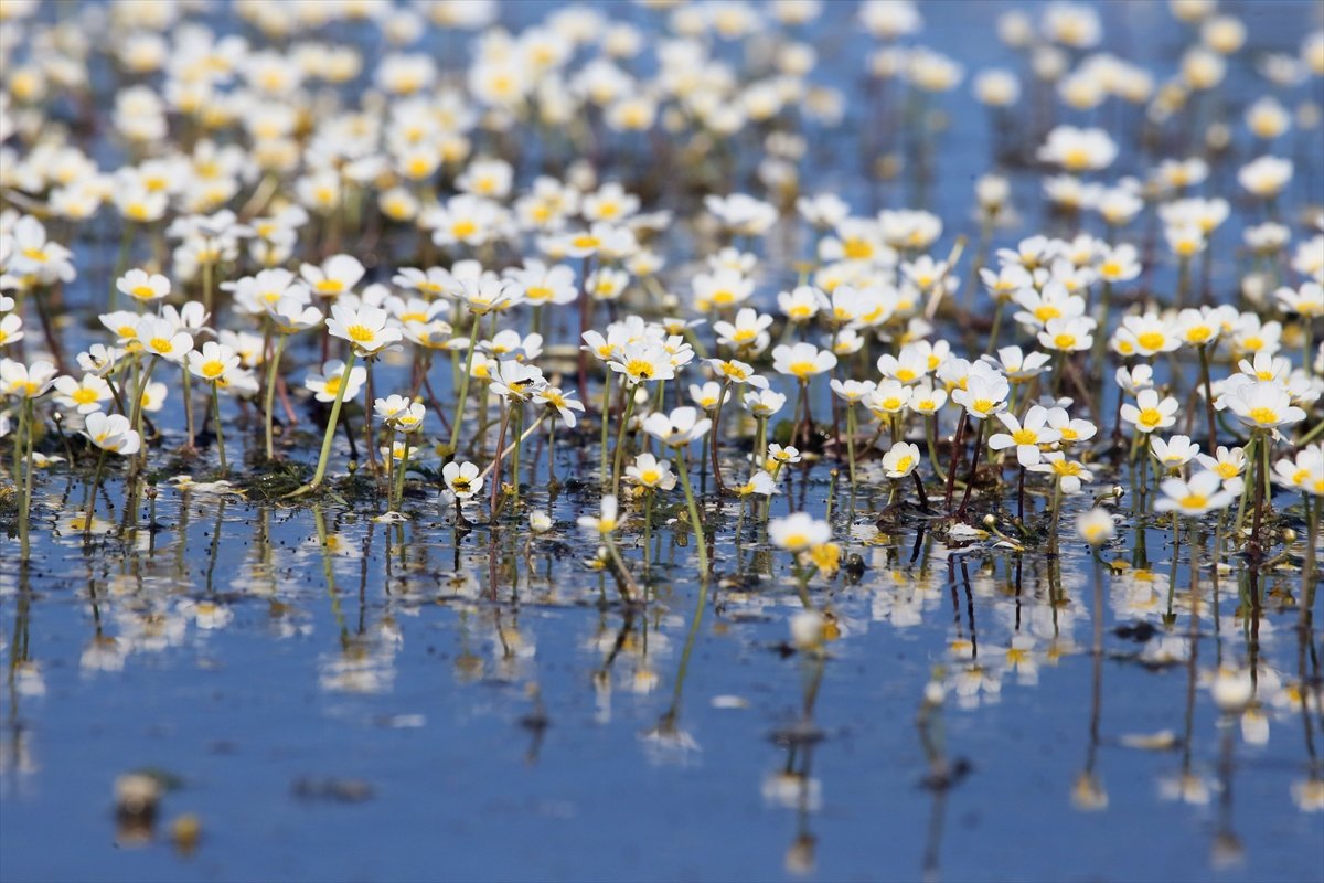 Kızılırmak Deltası'nda suda açan çiçekler ilgi çekiyor