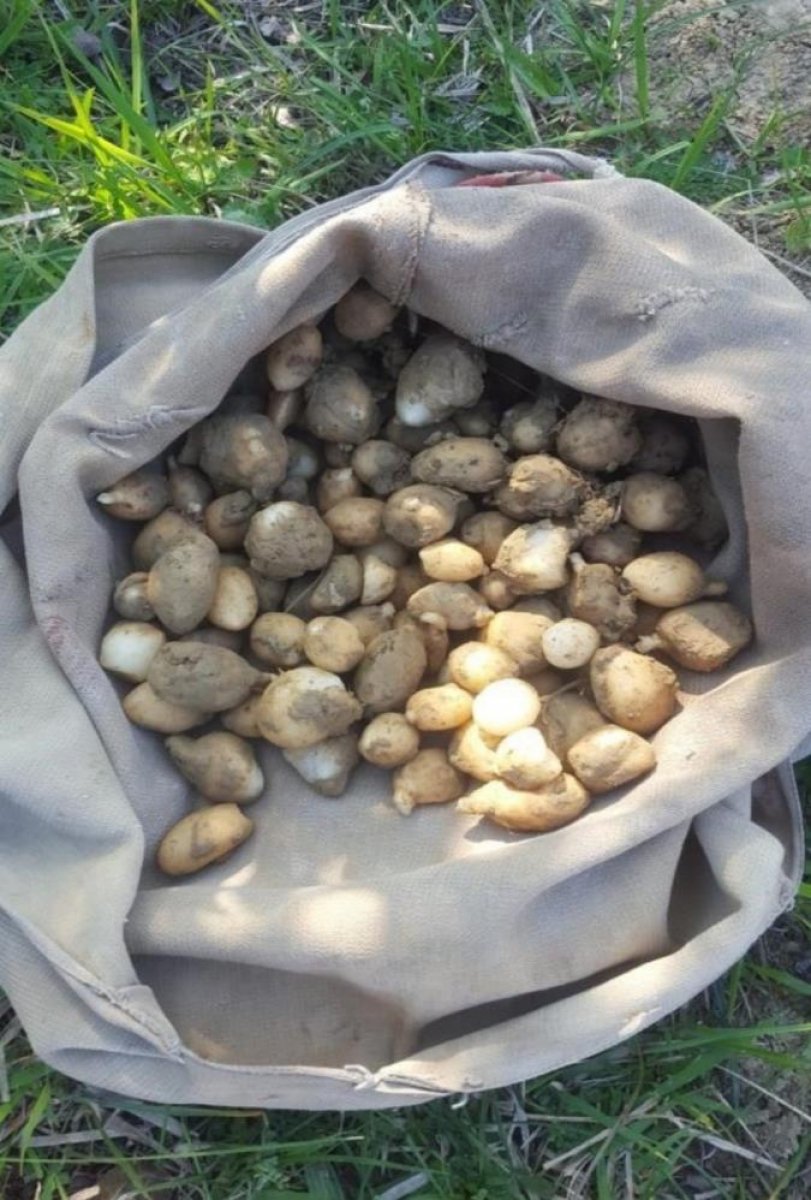 Zonguldak ta yasaklı salep soğanı toplayan 3 kişiye ceza #1