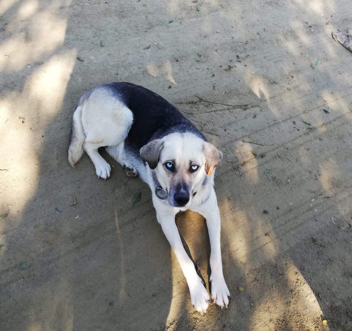 Tekirdağ'da baktığı sokak köpekleri vuruldu