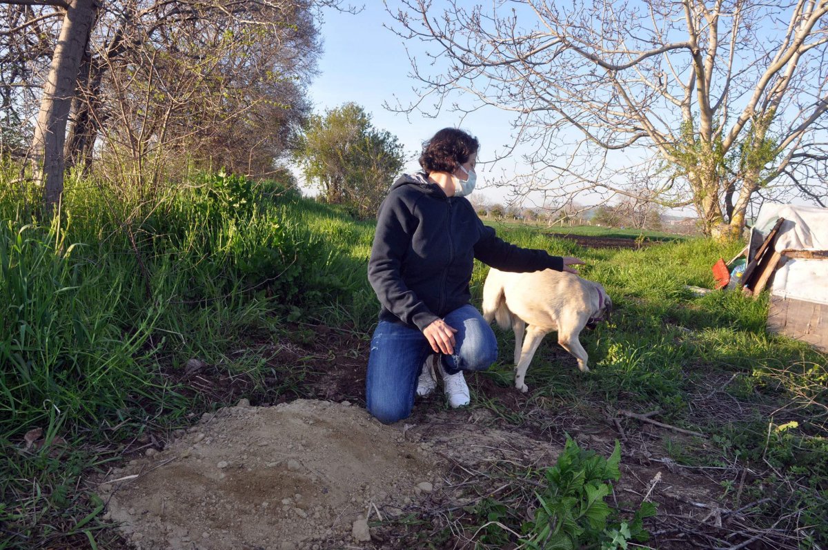 Tekirdağ'da baktığı sokak köpekleri vuruldu