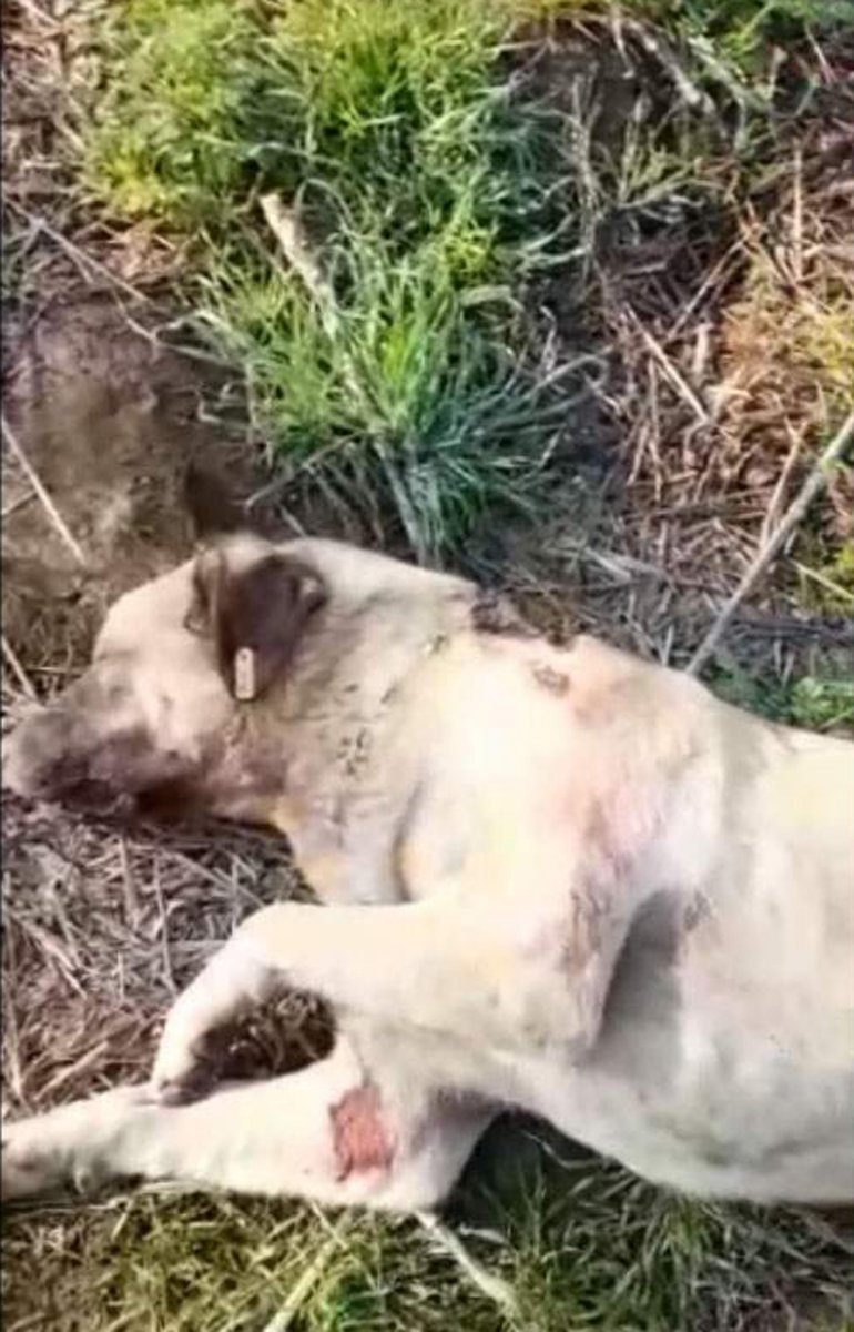 Tekirdağ'da baktığı sokak köpekleri vuruldu