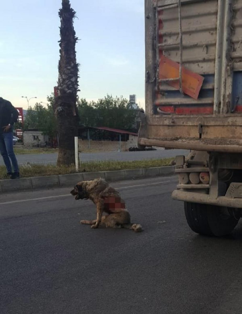 Gaziantep'te tırın çarptığı köpek tedavi altında