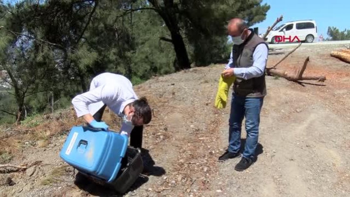 Manisa'da tedavi edilen yaralı şahin doğaya bırakıldı