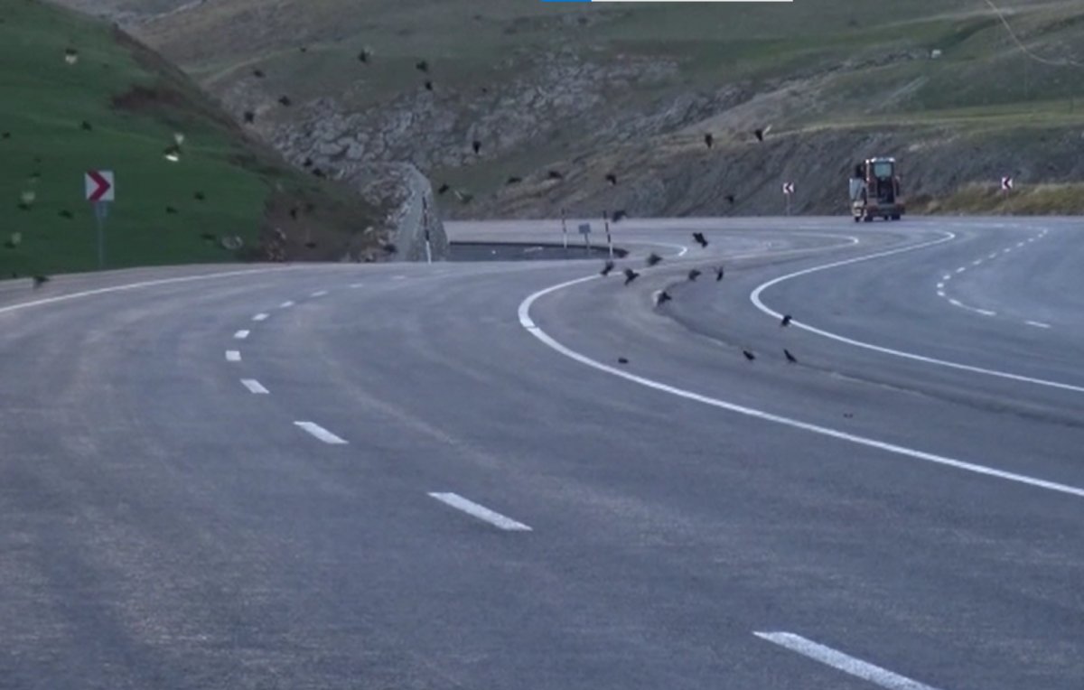 Bingöl'de kuş sürüsü, ölen kuşun başından ayrılmadı