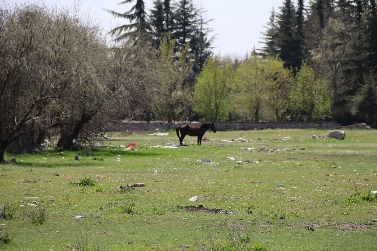 Eskişehir'de başıboş dolaşan atlar sürücülerin kabusu oldu