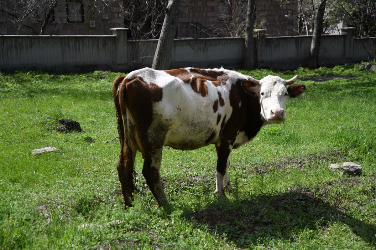 Kayserili besici 22 buzağı doğuran ineğine gözü gibi bakıyor