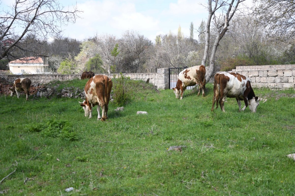 Kayserili besici 22 buzağı doğuran ineğine gözü gibi bakıyor