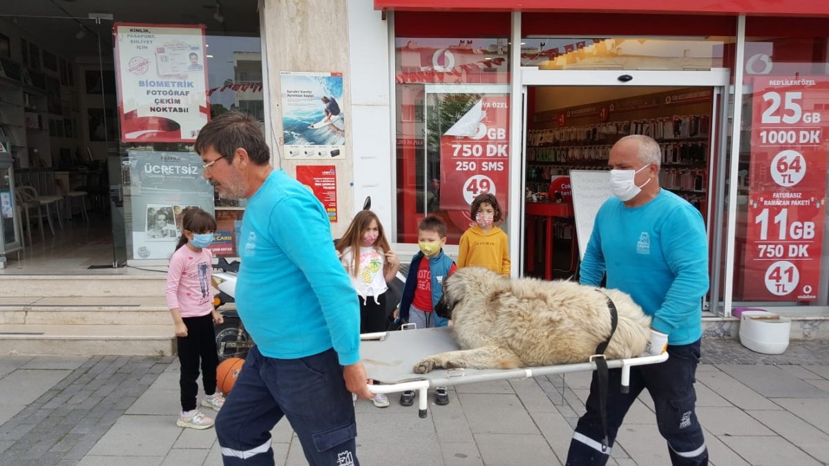 İzmir'de pitpulun ısırdığı sokak köpeği sedyeyle taşındı