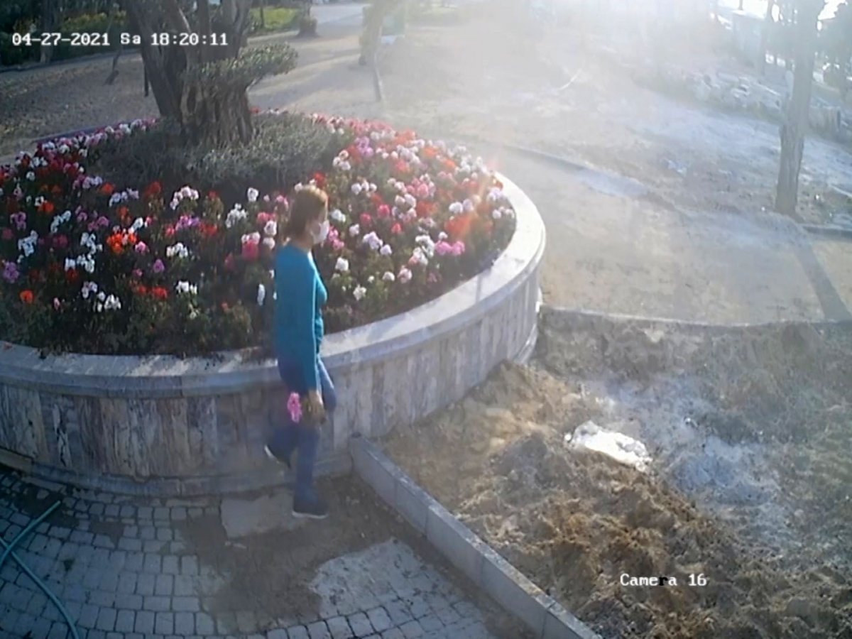 Aydın’da parktaki çiçeklerin çalınma anları kamerada