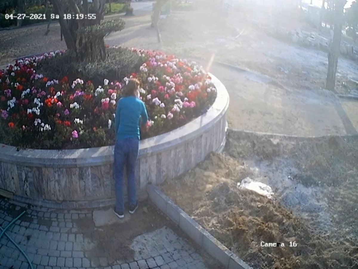 Aydın’da parktaki çiçeklerin çalınma anları kamerada