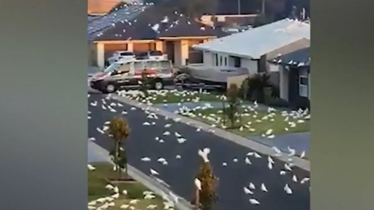 Cockatoo parrots invade town in Australia