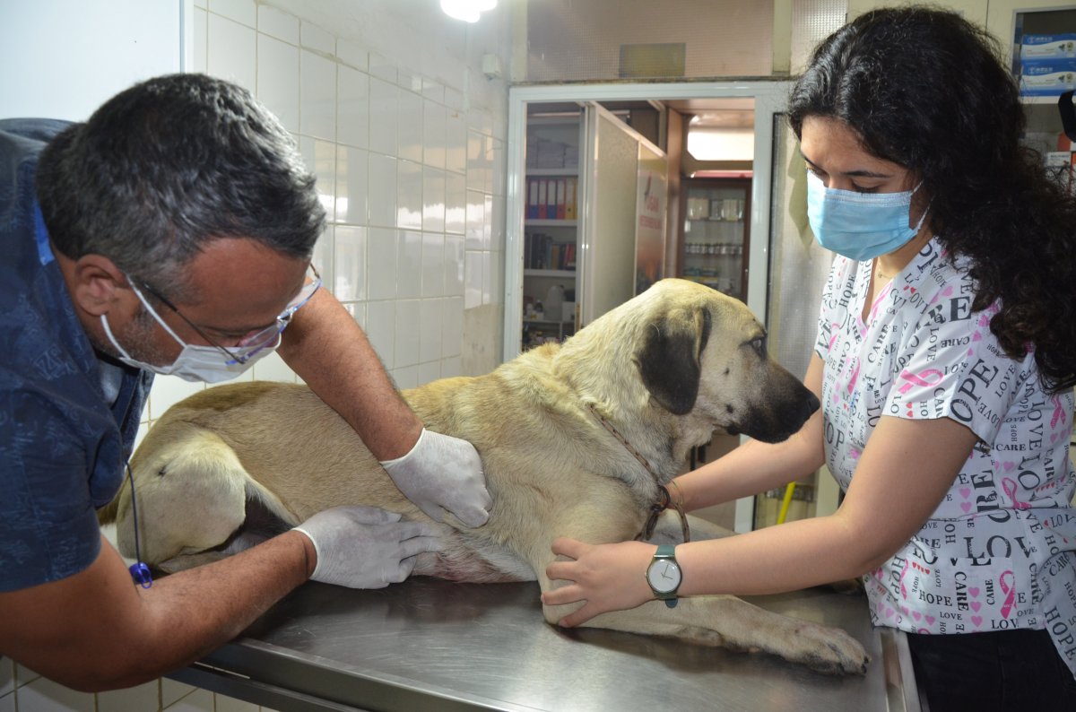 Tekirdağ'da evin önünde bağlı köpeğe silahlı saldırı