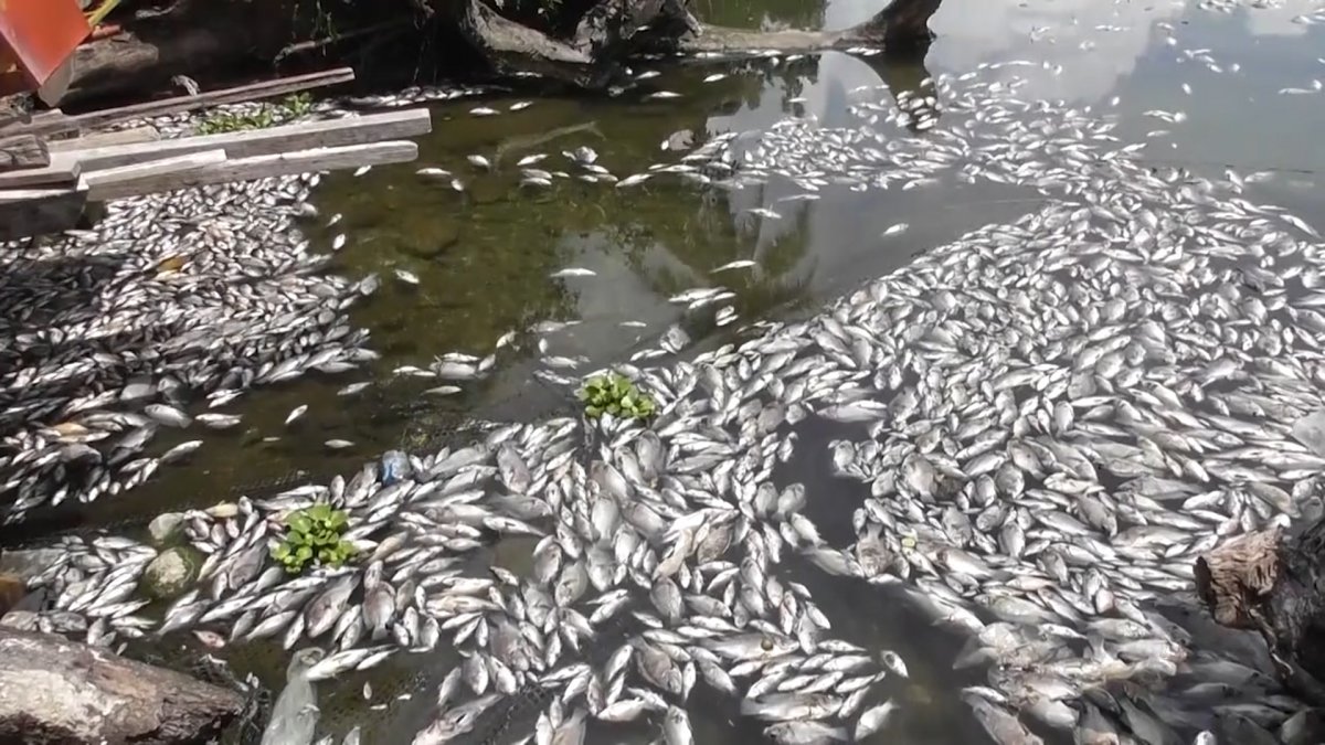 Thousands of dead fish cover the lake in Indonesia