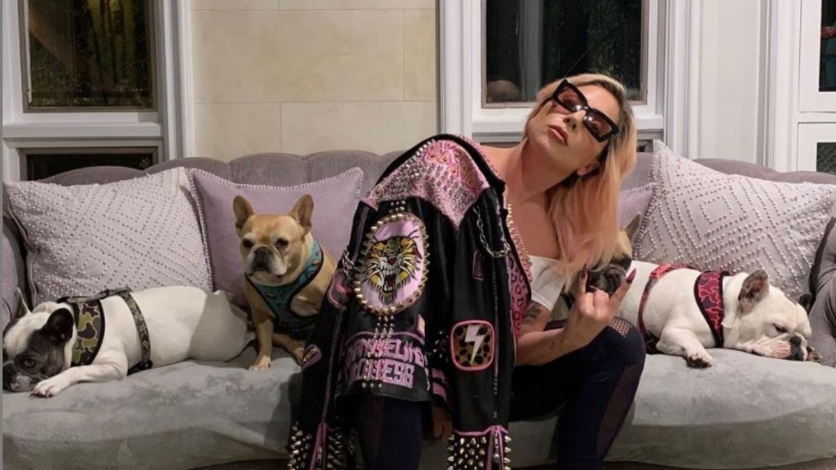 Lady Gaga'nın köpeklerinin çalınmasıyla ilgili 5 kişi gözaltında