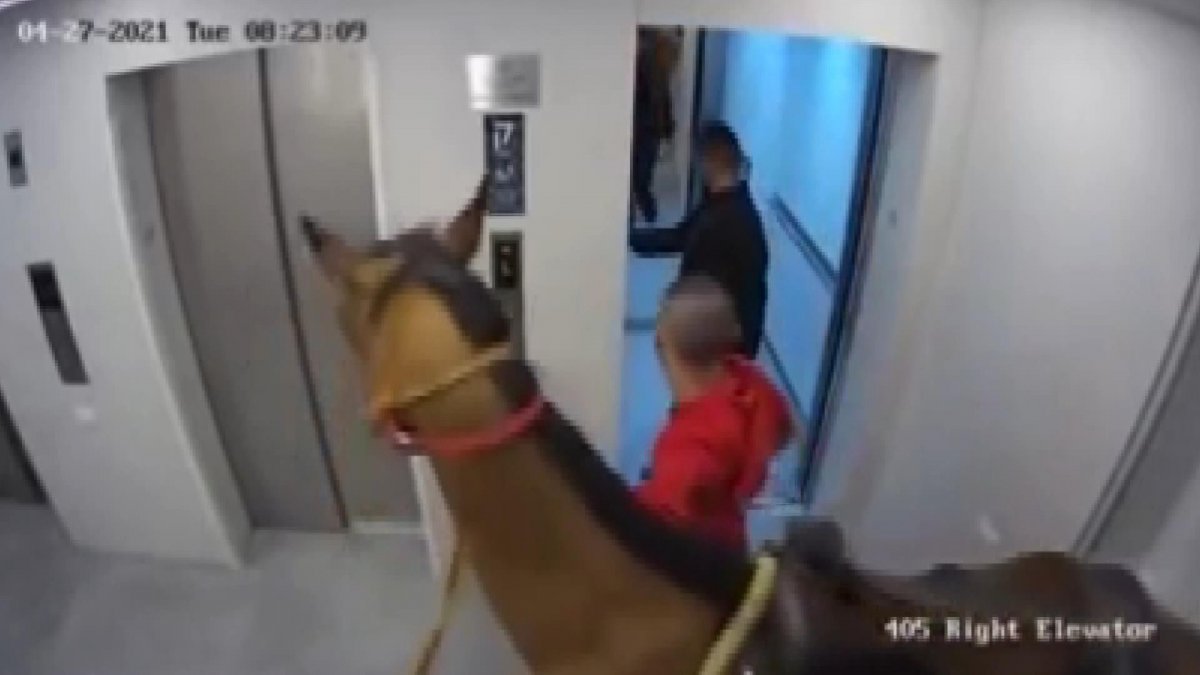 He tried to put a horse in an elevator in Israel
