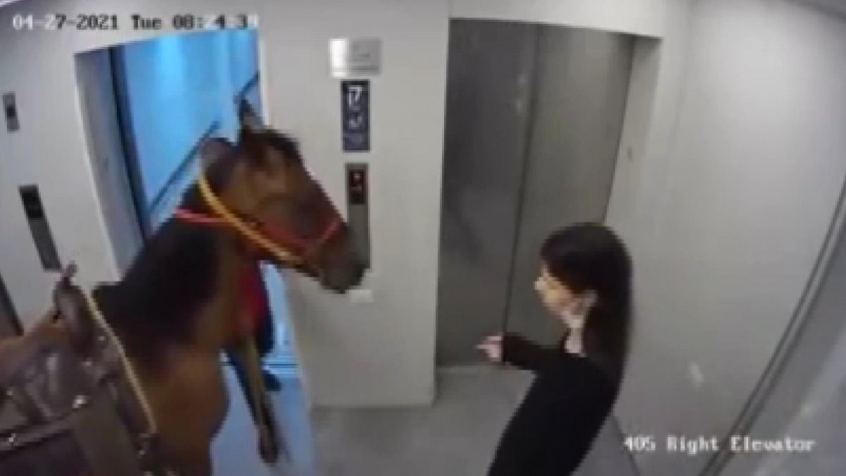 He tried to put a horse in the elevator in Israel #3