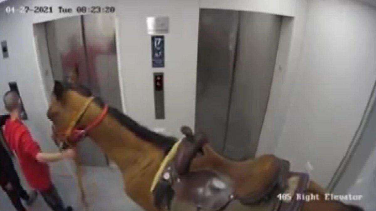 He tried to put a horse in the elevator in Israel #1