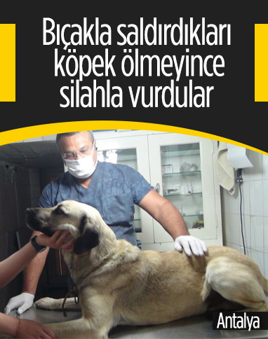 Antalya'da sokak köpeğine bıçaklı silahlı saldırı