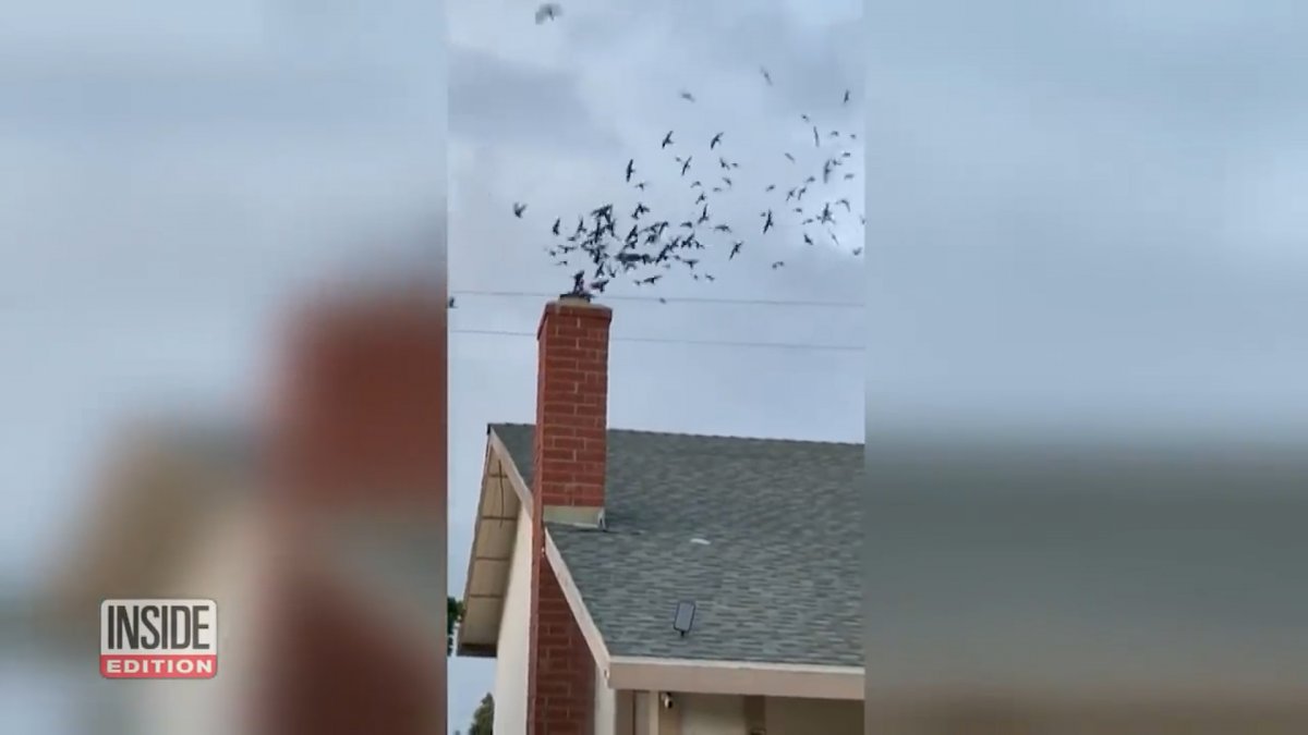 Thousands of migratory birds raided American family's home #2