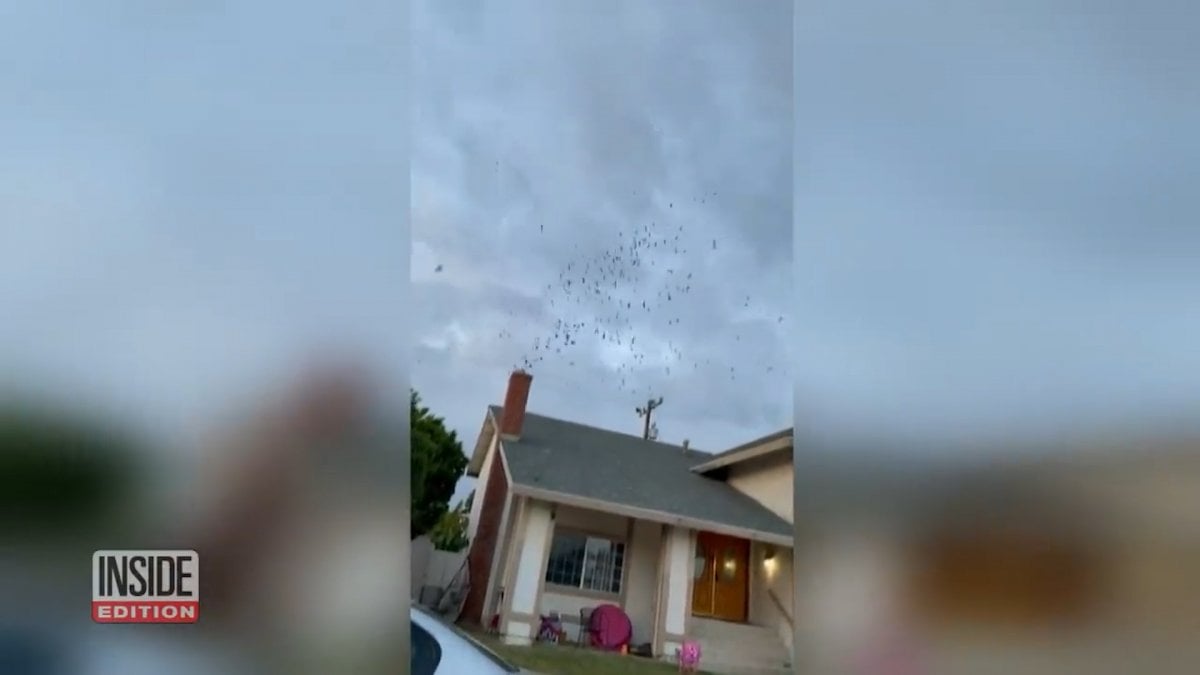 Thousands of migratory birds raided American family's home #1