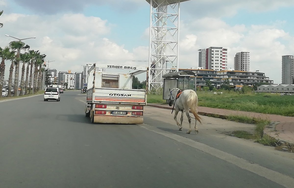 Adana'da kamyonetin arkasına bağladıkları atı koşturdular