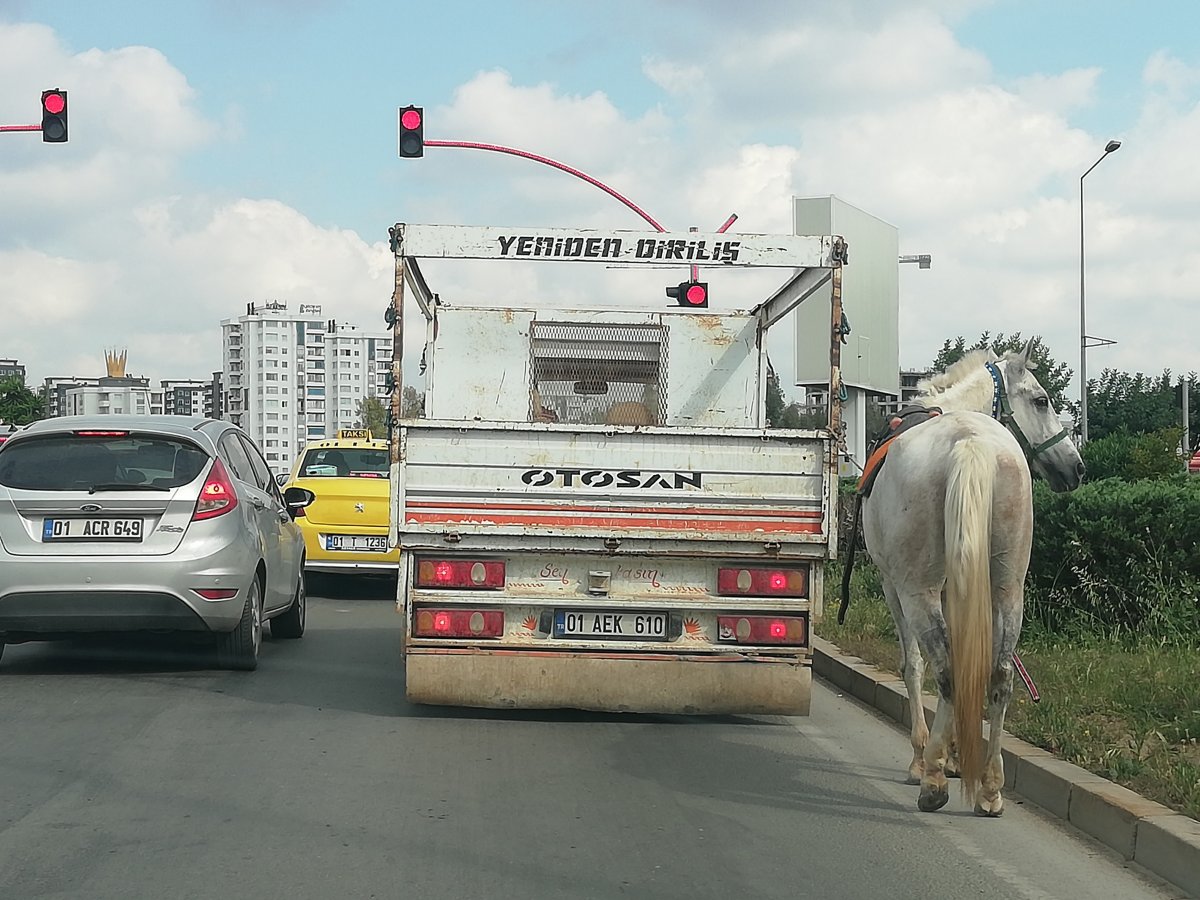 Adana'da kamyonetin arkasına bağladıkları atı koşturdular