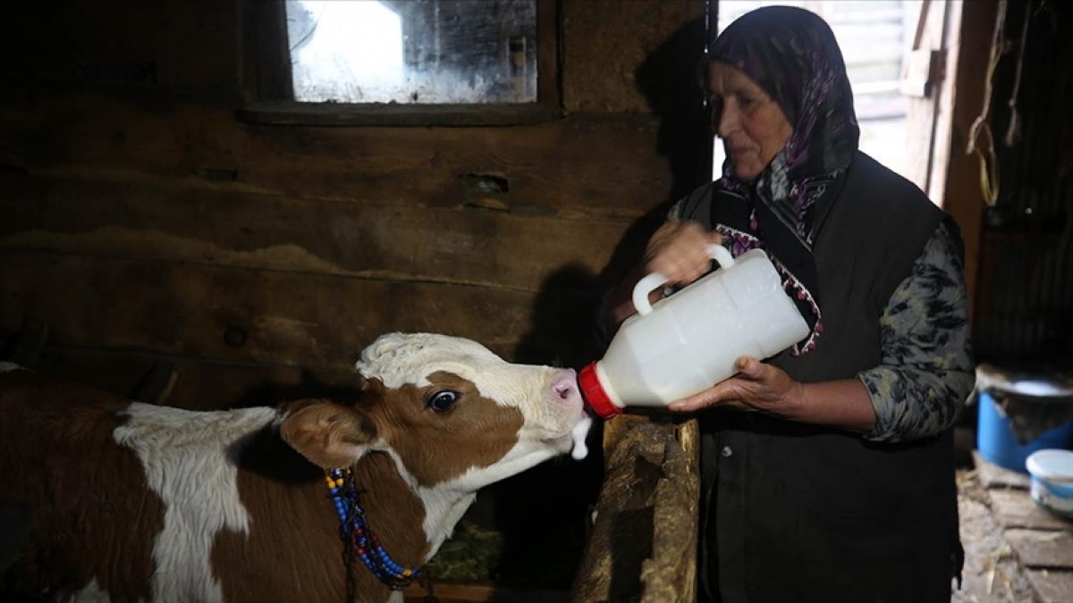 Düzce'de salgın sürecinde yerleştikleri yaylalarda izole hayatın keyfini çıkarıyorlar