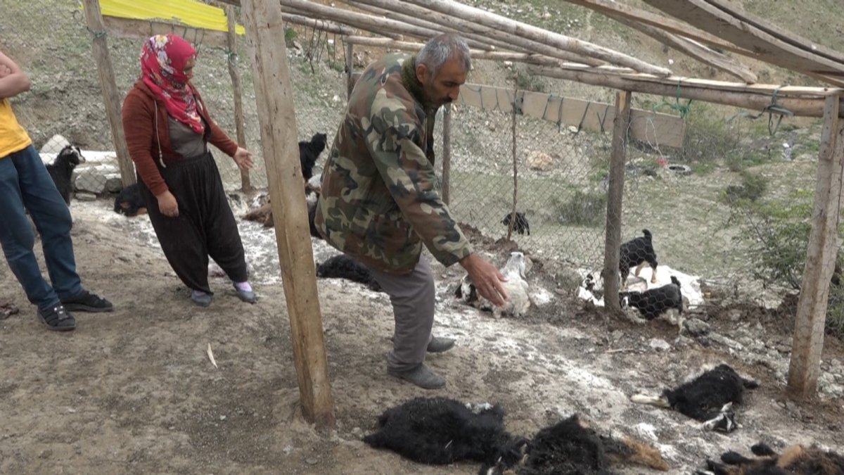 Diyarbakır'da köpeklerin saldırdığı 20 keçi telef oldu