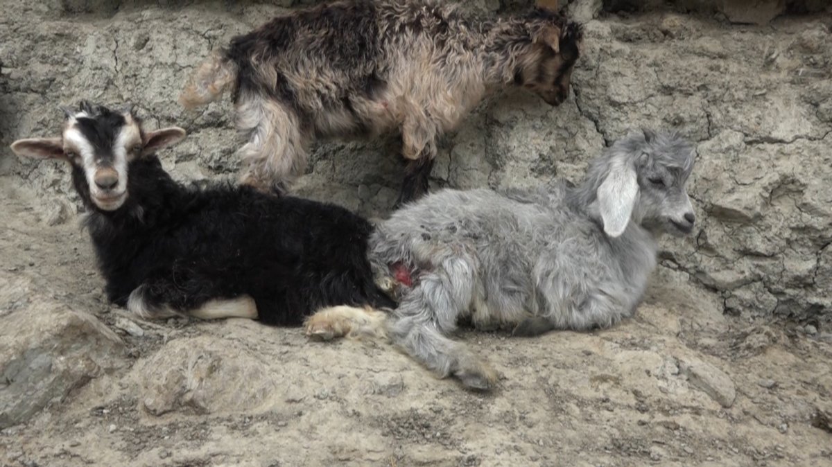 Diyarbakır'da köpeklerin saldırdığı 20 keçi telef oldu