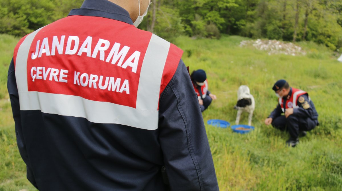 İstanbul'da jandarma, sokak hayvanlarıyla ilgilendi