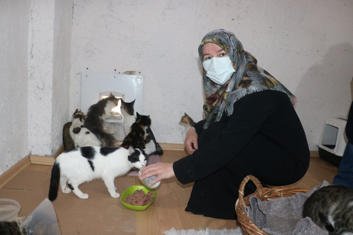 Sivas'taki kedi annesi, engelli kedilere bakıyor