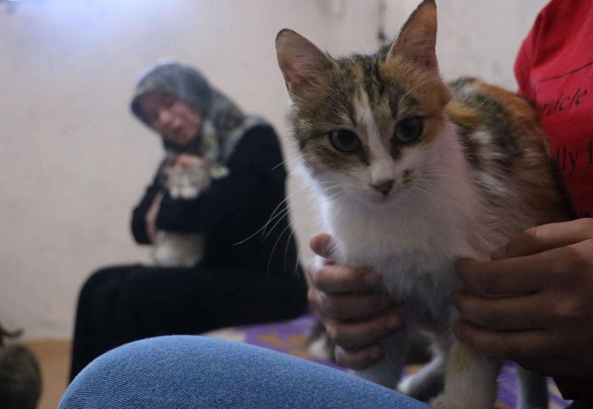 Sivas'taki kedi annesi, engelli kedilere bakıyor