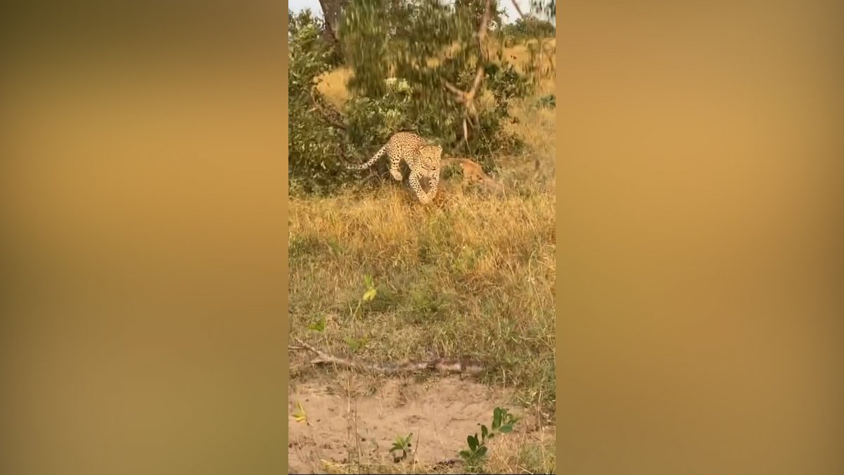 The lion and the leopard fell from the tree after a food fight #1