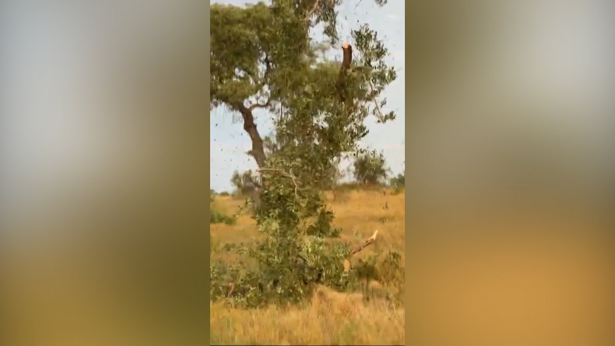 The lion and the leopard having a food fight fell from the tree #2