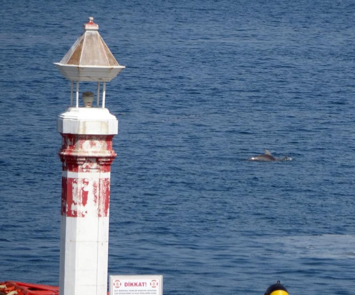 Çanakkale'de yunus balıklarından şov