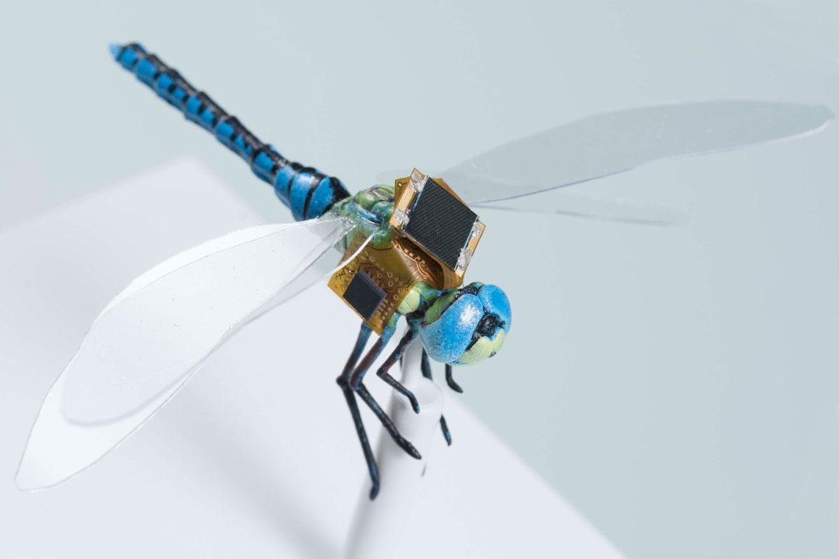 Dragonfly inspires future drone designs #1