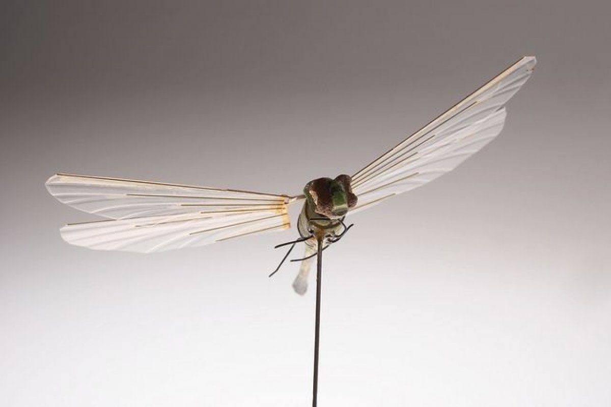 Dragonfly inspires future drone designs #2