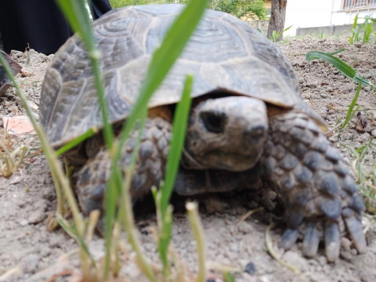 Amasya'da 15 yıl önce bulduğu kaplumbağaya bakıyor: Terliğin içinde besledim