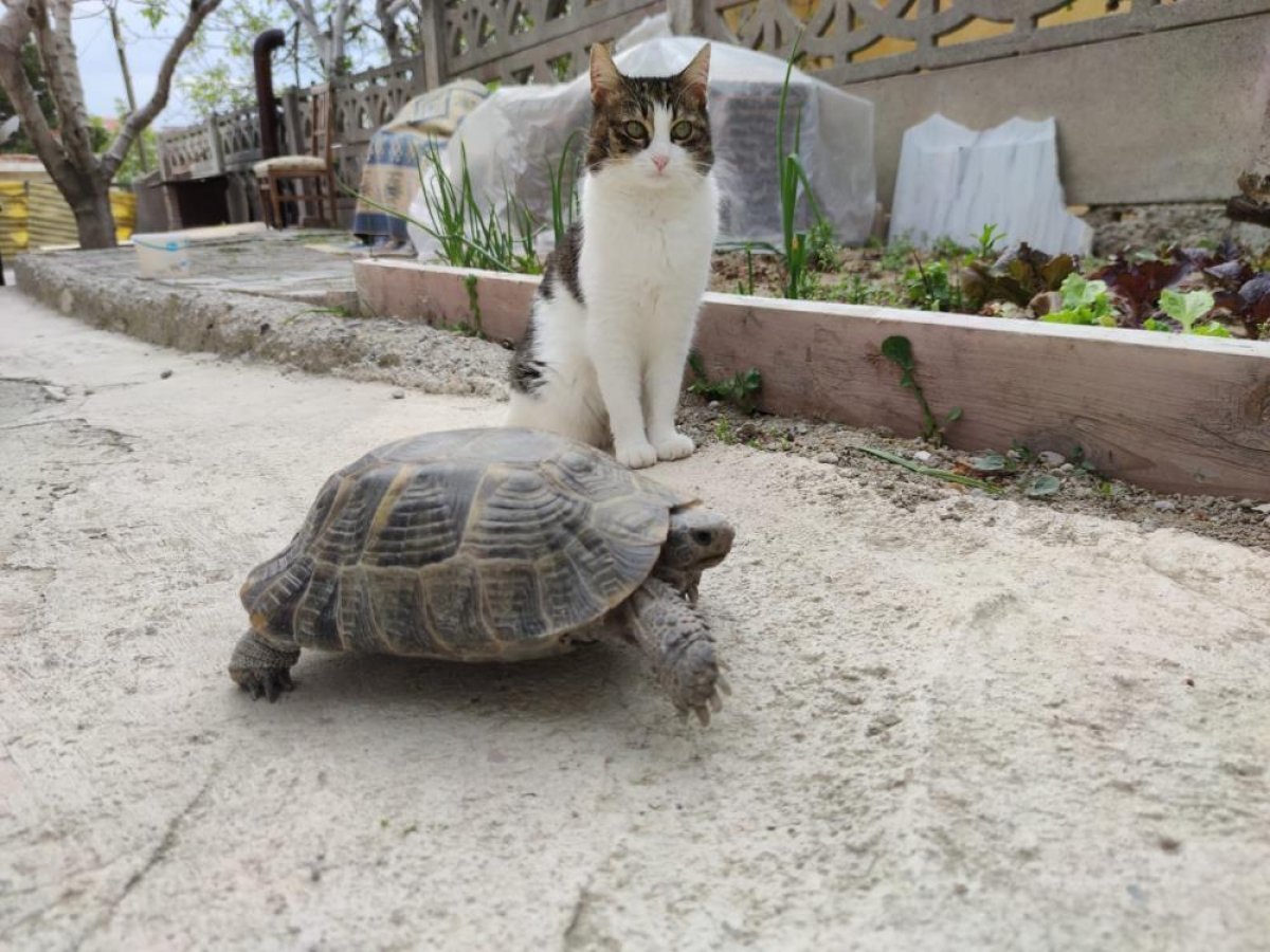 Amasya'da 15 yıl önce bulduğu kaplumbağaya bakıyor: Terliğin içinde besledim