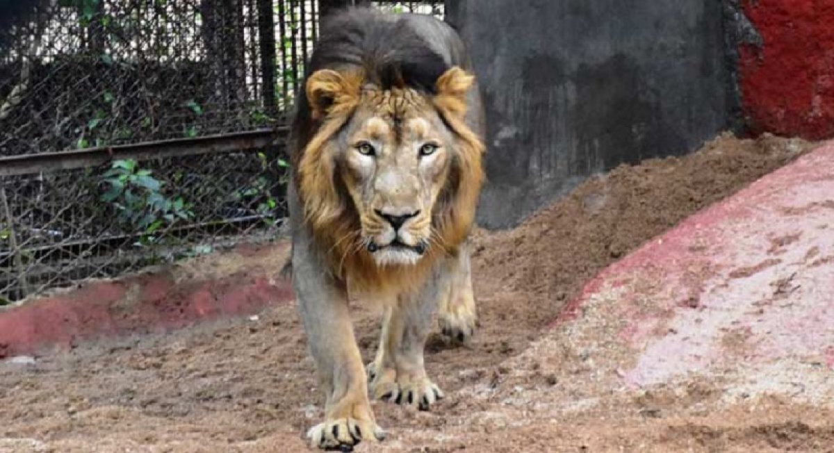 8 lions caught coronavirus in India #2