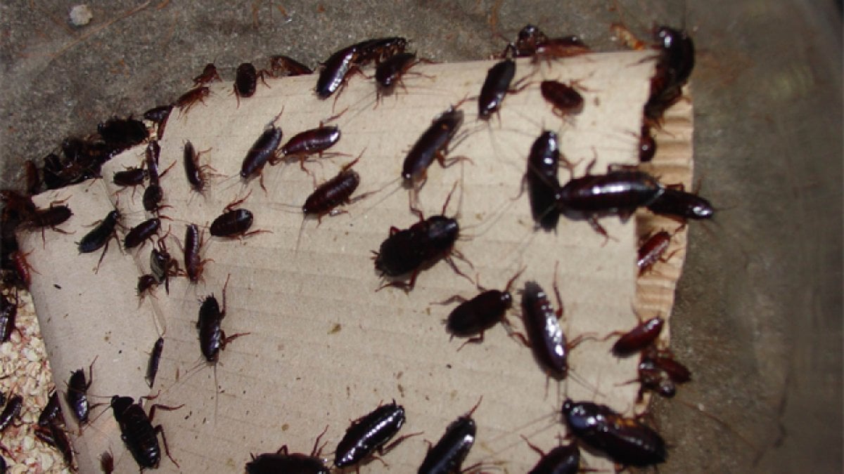 ‘cockroaches’ used in gang showdown in Taiwan: They attacked the restaurant