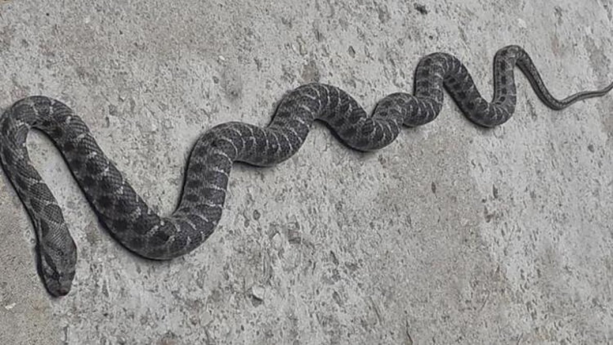 Şanlıurfa'da yılanı vurmak isterken, 4 çocuğunu yaraladı