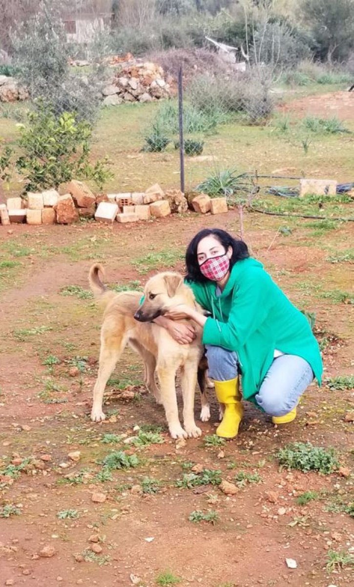 Antalya'da beslediği köpeklerden birini ölü buldu