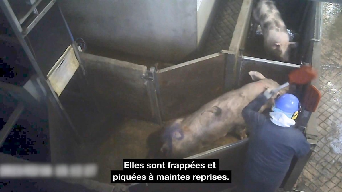 Torture of animals in France #3