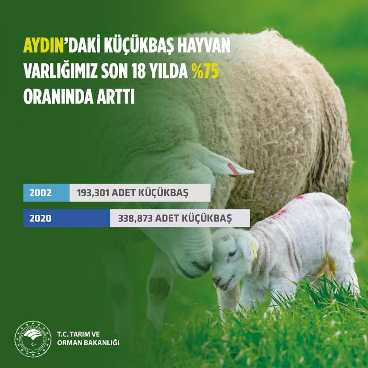 Aydın’da küçükbaş hayvan sayısı artıyor