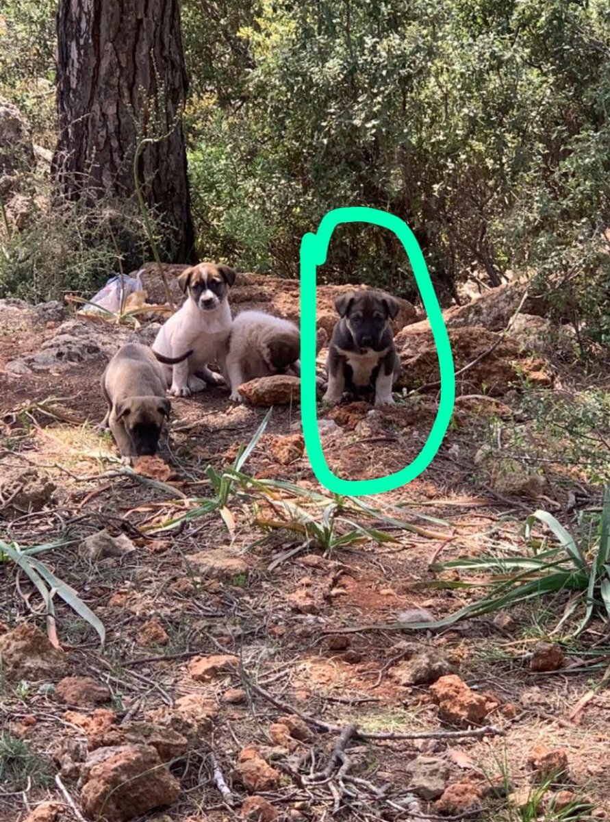 Antalya'da beslediği köpeklerden birini ölü buldu