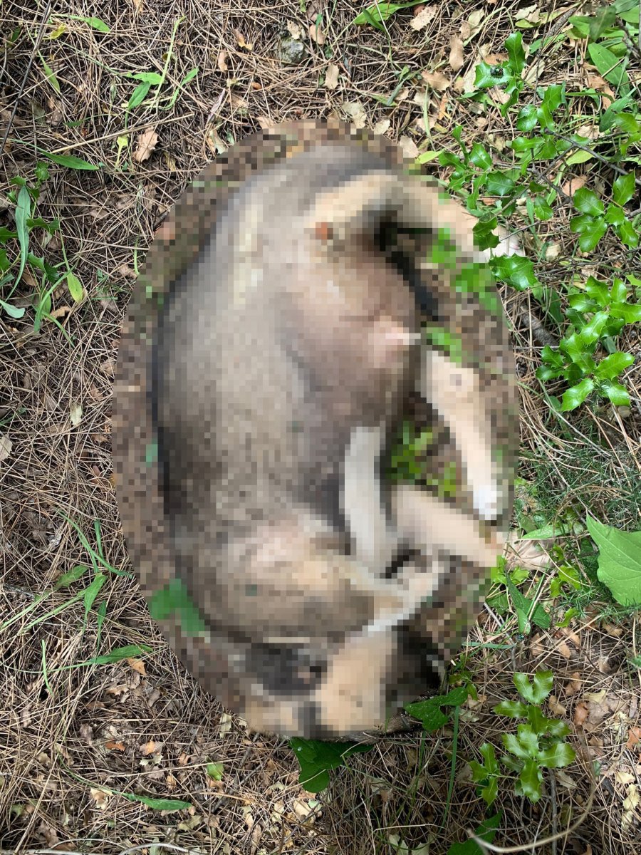 Antalya'da beslediği köpeklerden birini ölü buldu